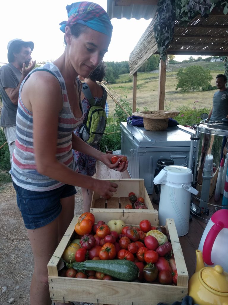 Récolte de tomates du jardin
